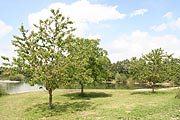 Der Badeweiher vom Hausler Hof (Foto: MartiN Schmitz)